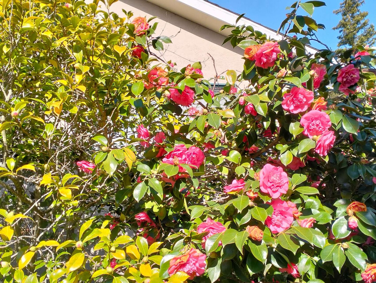 Pink camellias in the shared garden