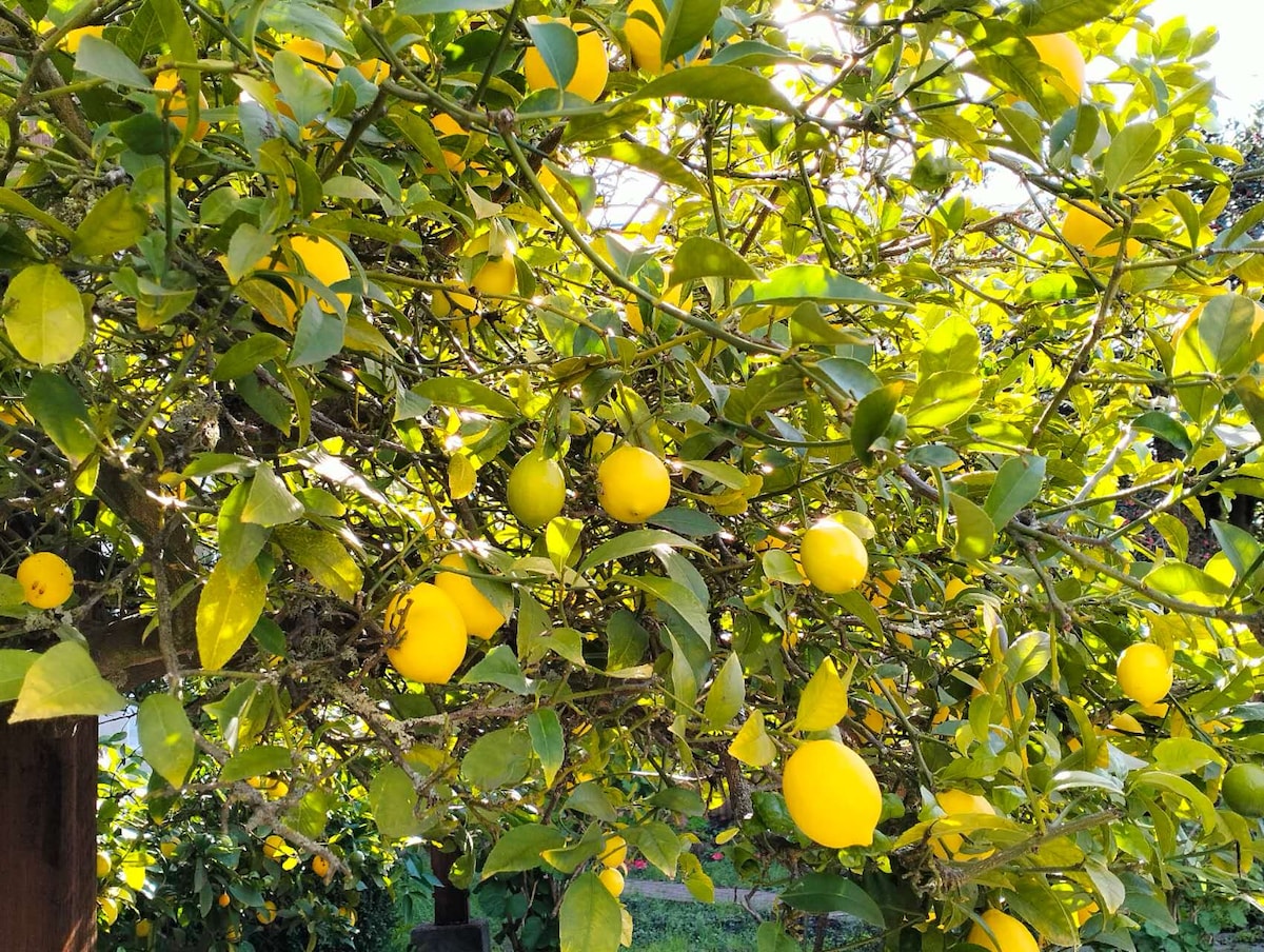 Lemon tree in the shared garden